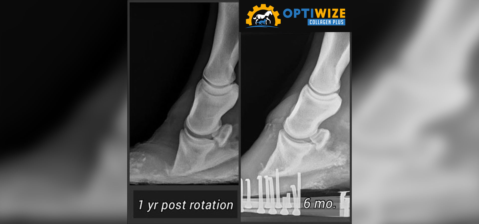 Laminitis and founder in horses explained with causes, symptoms and treatment to support equine hoof health