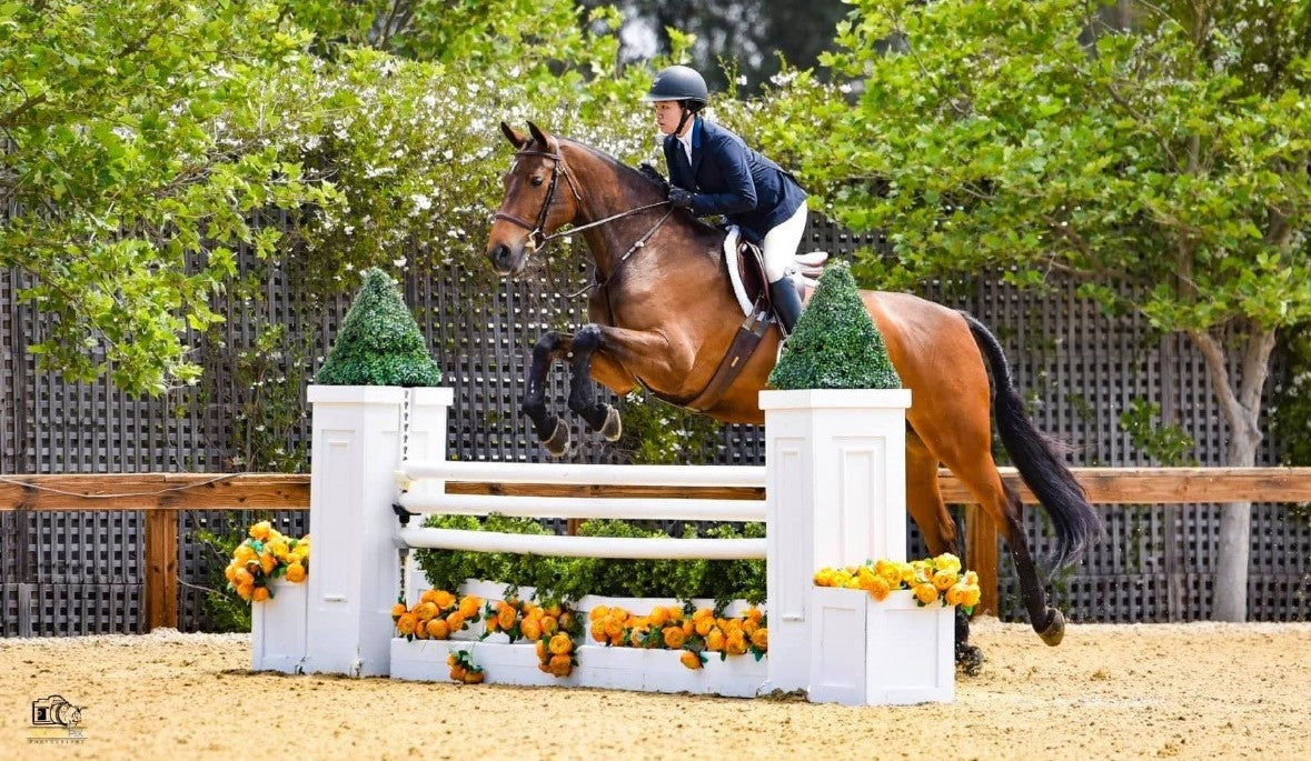 Optimize healing of equine fractured tuber coxae