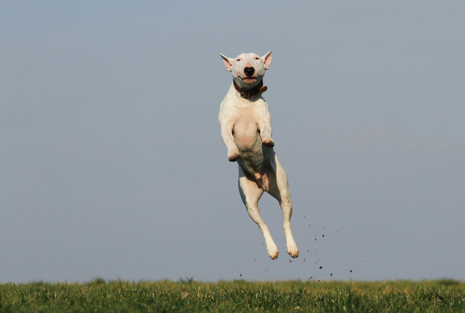 CCL injuries in dogs explained with causes, symptoms, and treatment options for canine cruciate ligament damage