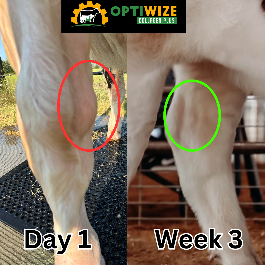 helps reduce inflammation & swelling in horse "Day 1"  to "Week 3" comparison