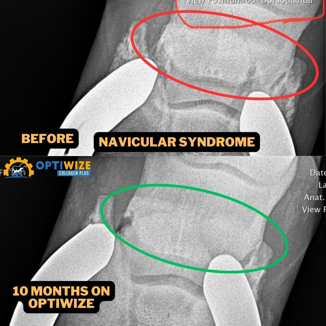 a x-ray of a knee