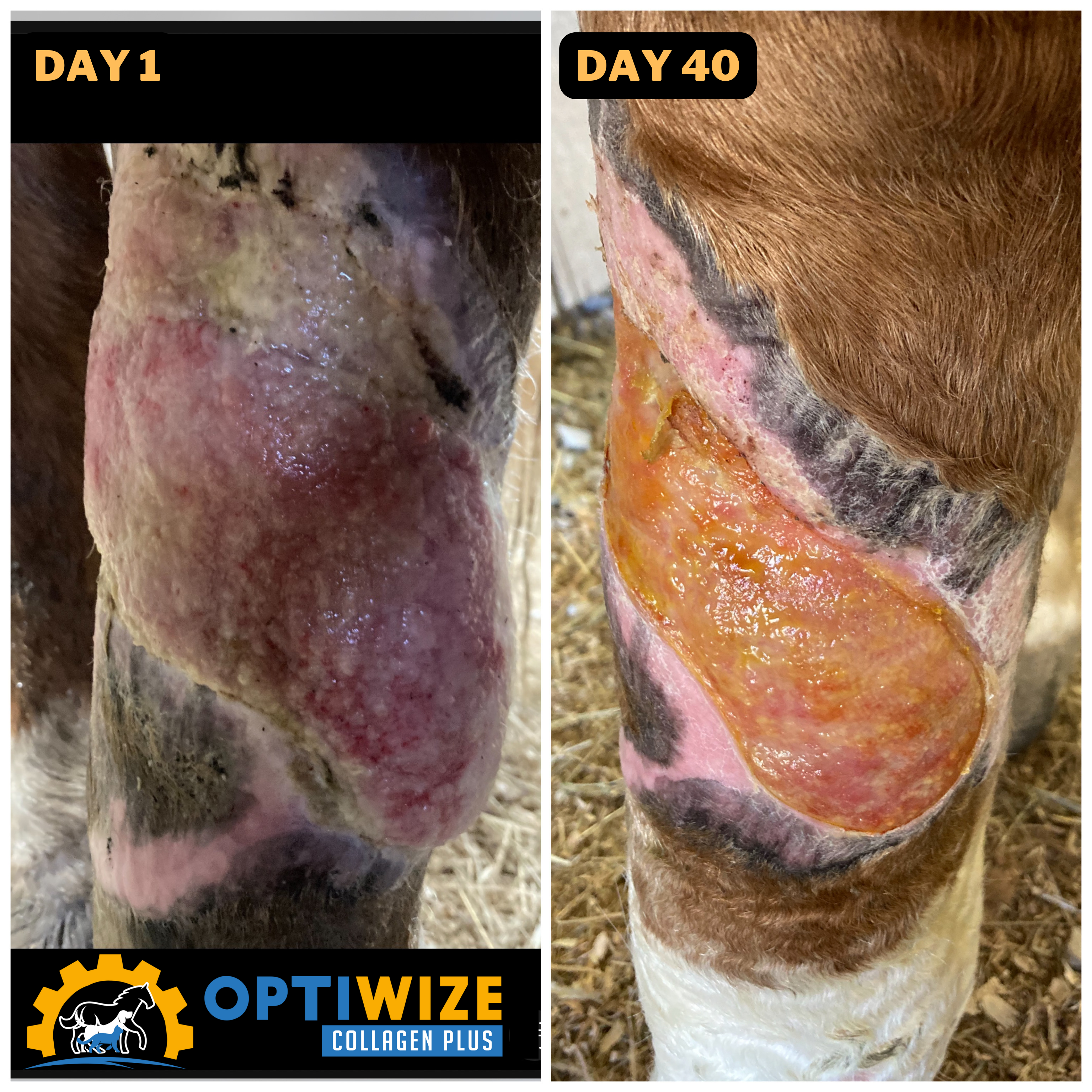 Horse leg wound