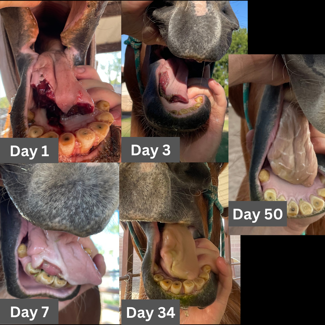 Horse mouth healing
