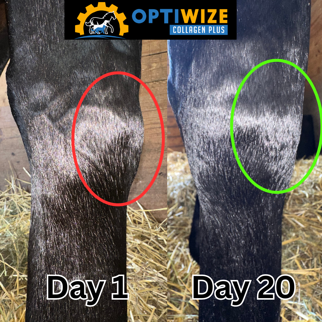 OptiWize timeline: Day 1 to 20.