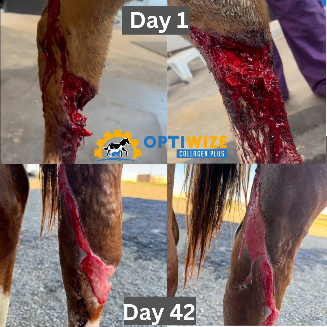 Horse with leg cut.