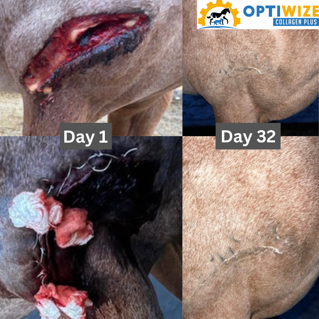 goat growth: Day 1 to 32.
