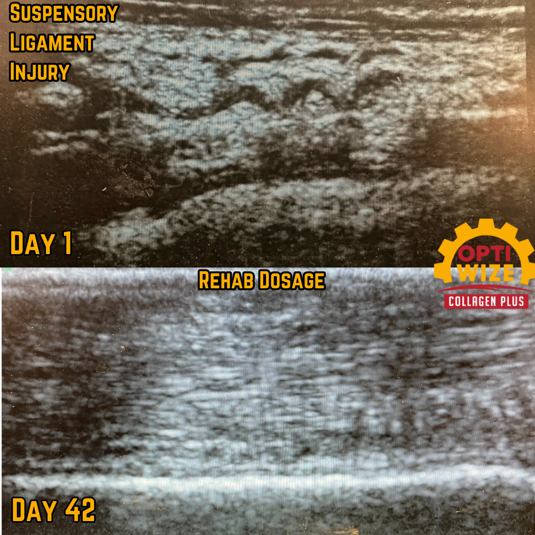 Ligament ultrasound: Day 1 vs. Day 42.