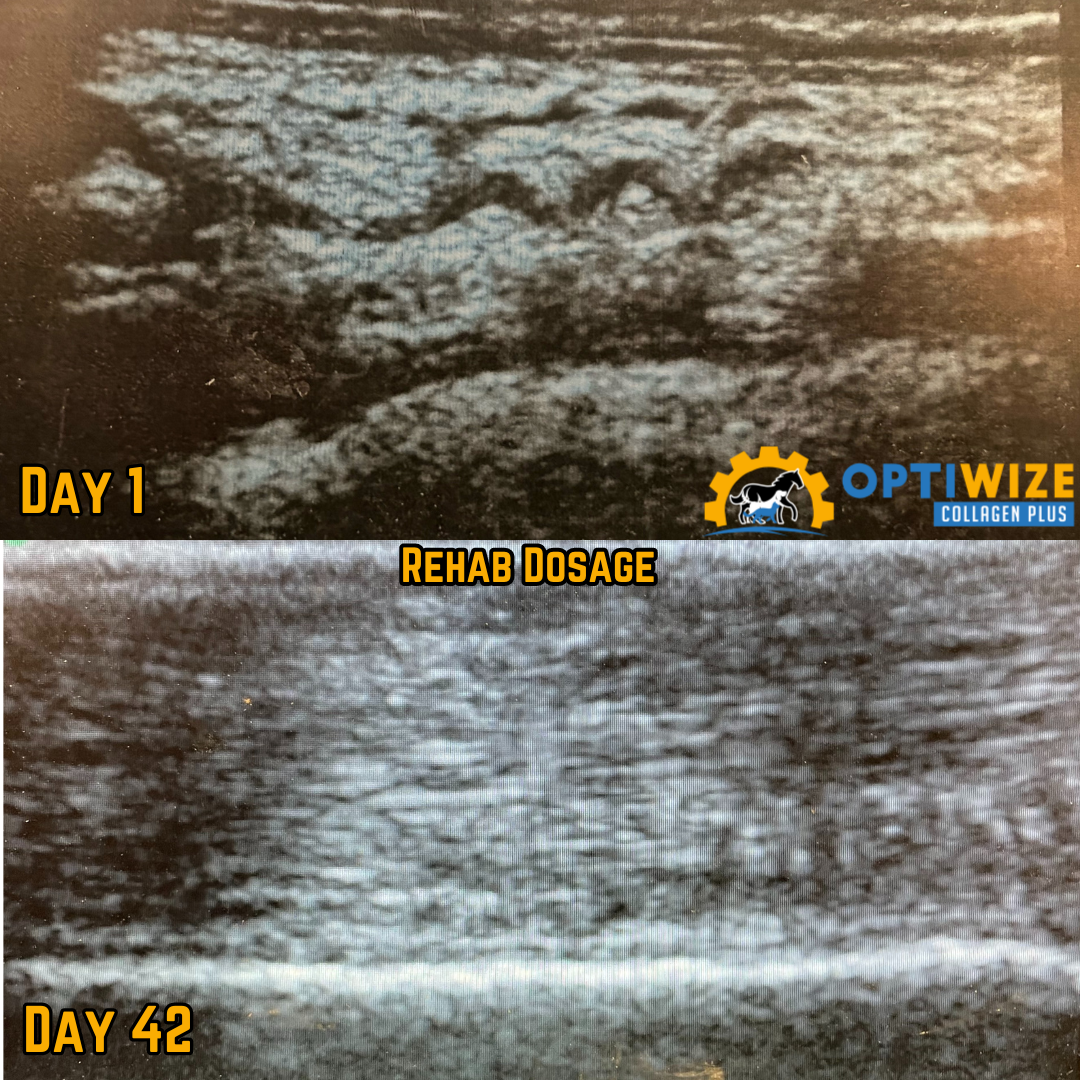 OptiWize rehab dose: Day 1 to 42.