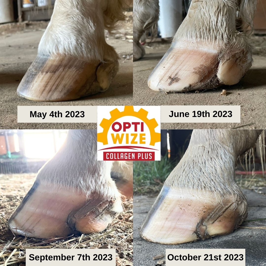 Horse hoof progress