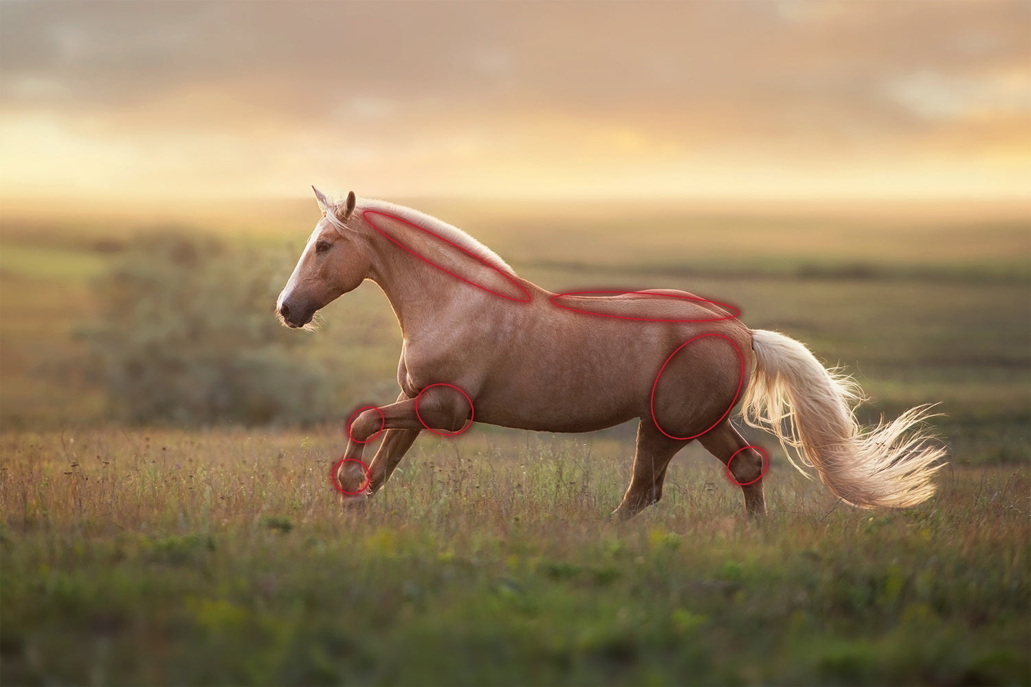 Palomino horse gallops with markings.