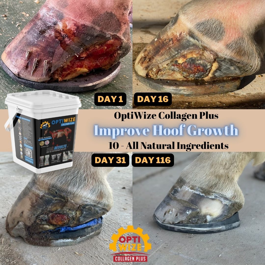 Hoof healing by using OptiWize, Days 1-116.