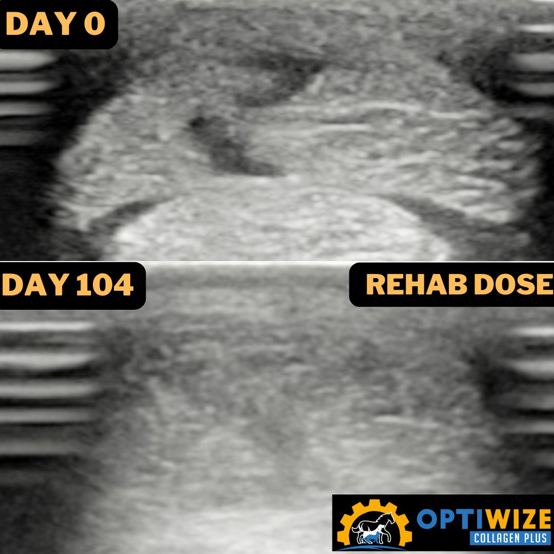 Ultrasound shows tissue change, Day 0 to 104.