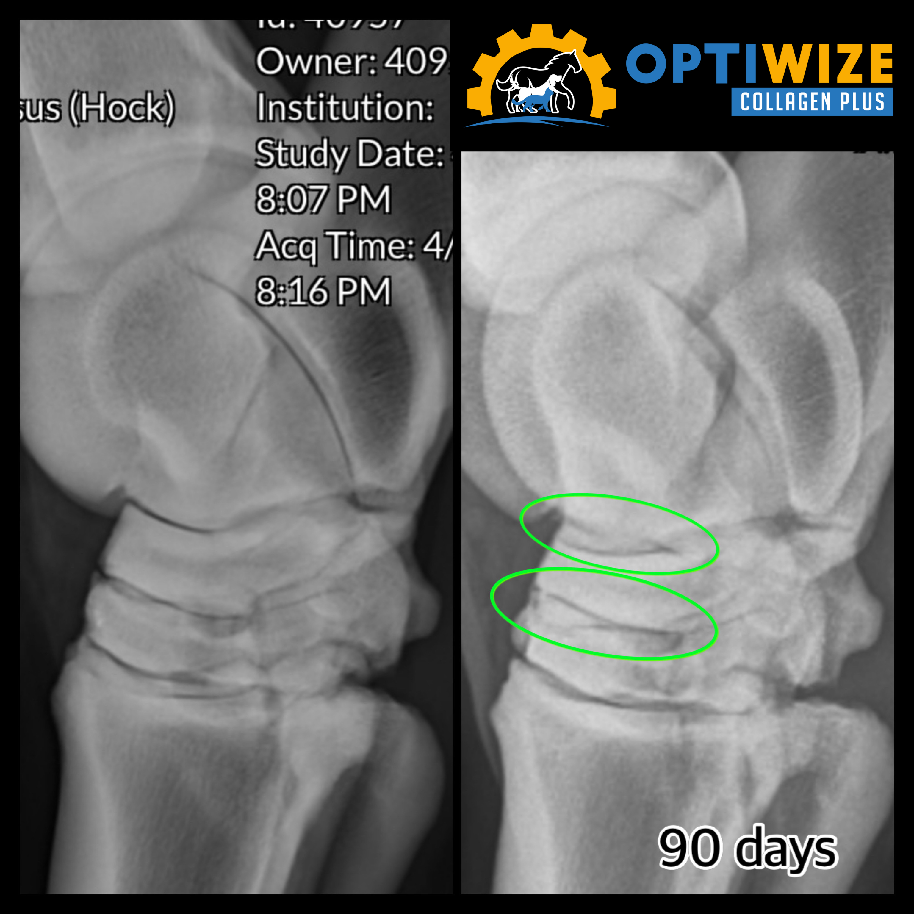 Hock X-rays, before vs. 90 days.