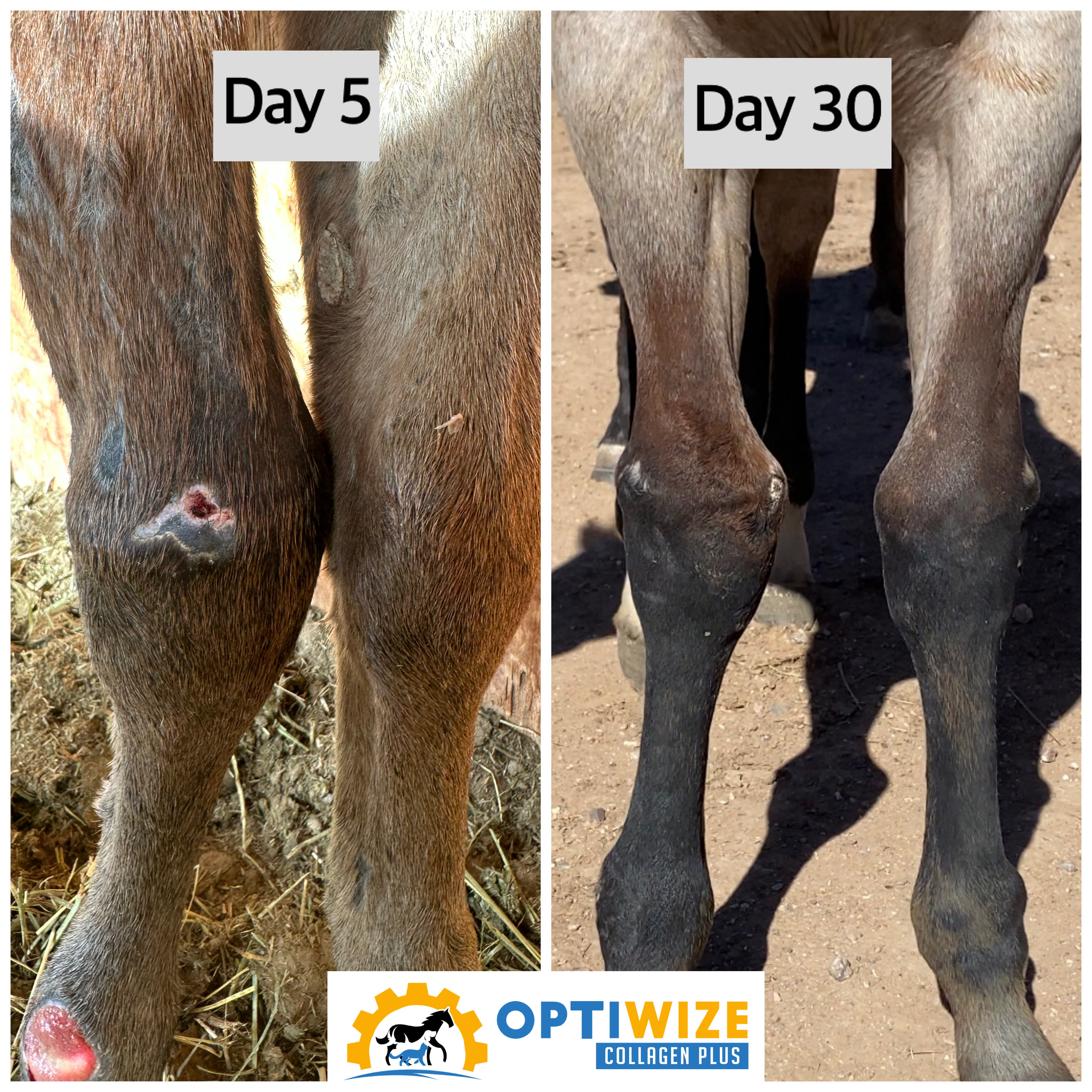 Horse leg healing, Day 5 vs. Day 30.