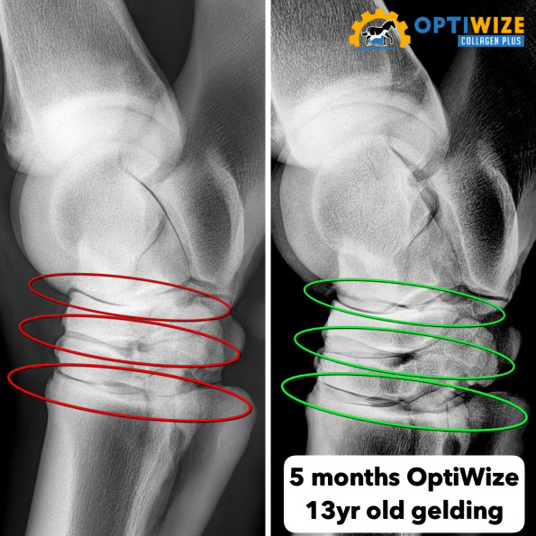 Horse X-rays show joint improvement.
