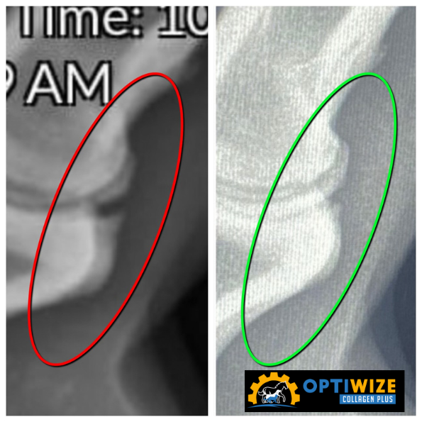 an x - ray of a knee