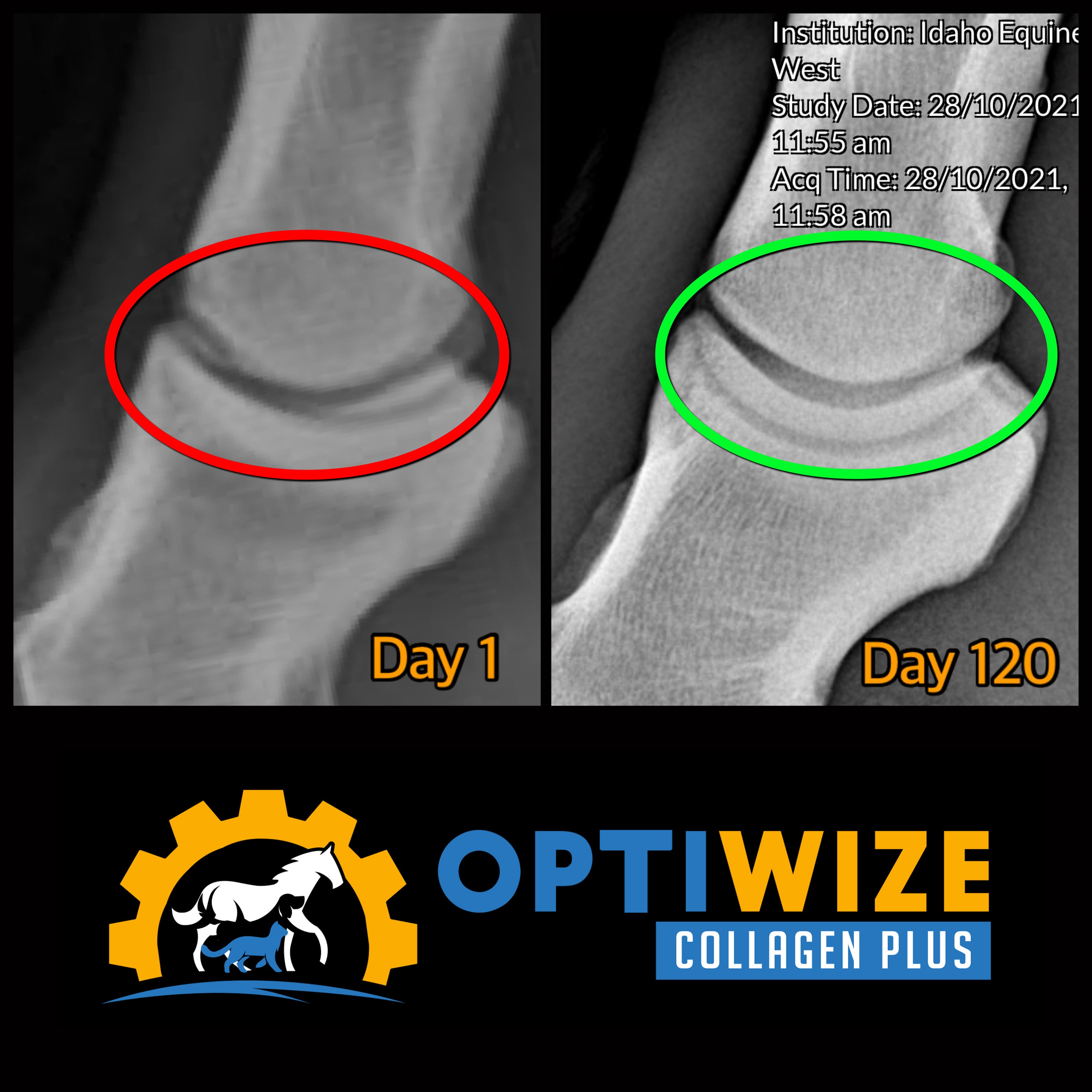X-ray shows joint healing with OptiWize Collagen Plus.
