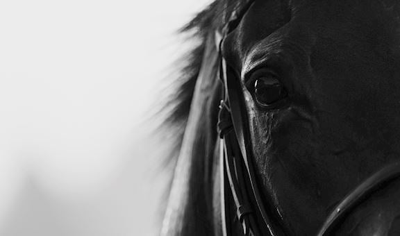 Horse Eye