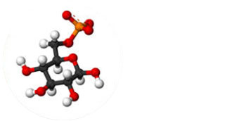 Glucose 6-phosphate 3D model.