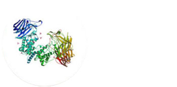 Ribbon diagram of NAD+