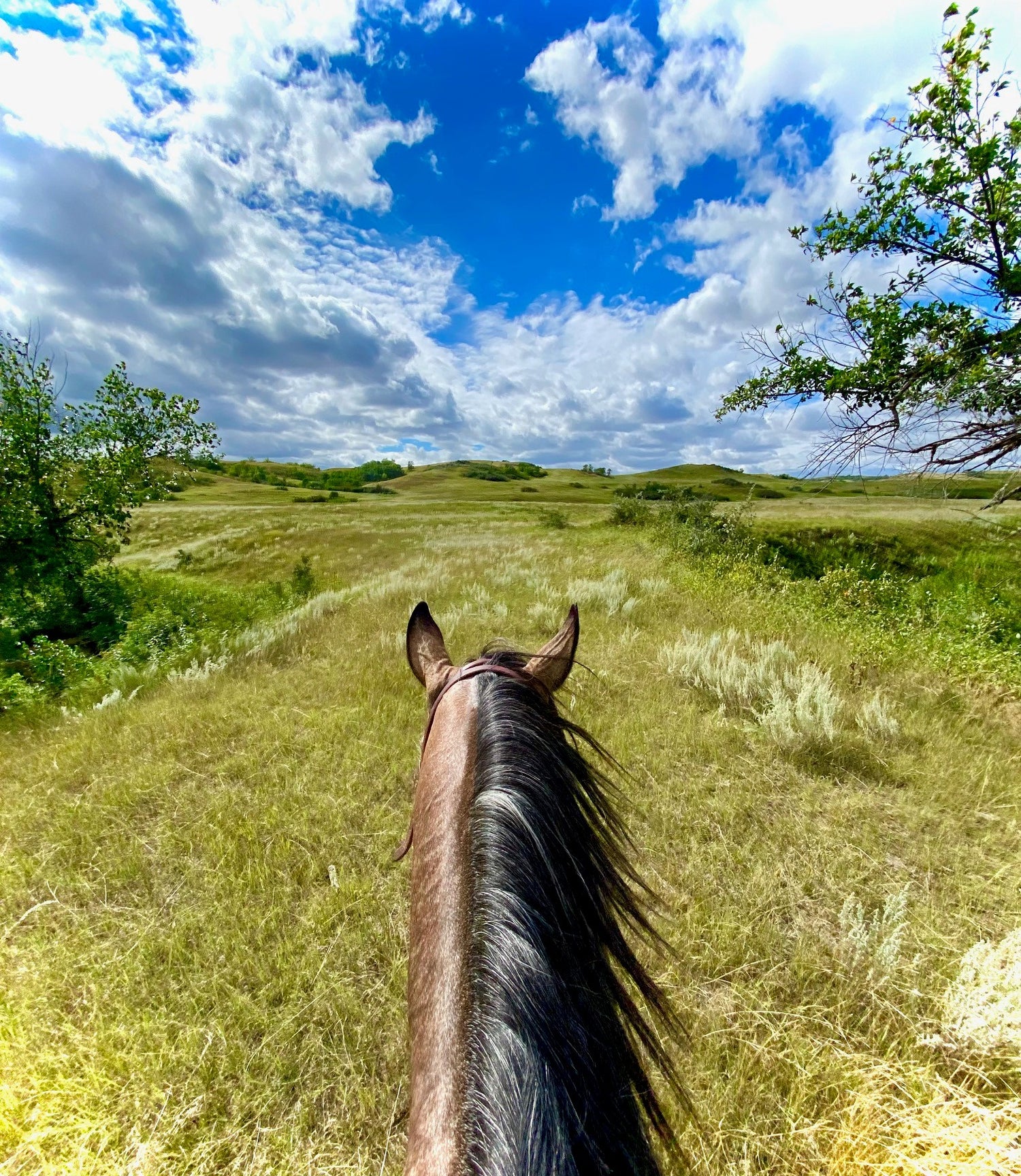 Horseback view of grassy hills.