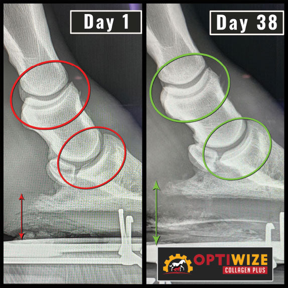 X-ray healing: Day 1 to 38.