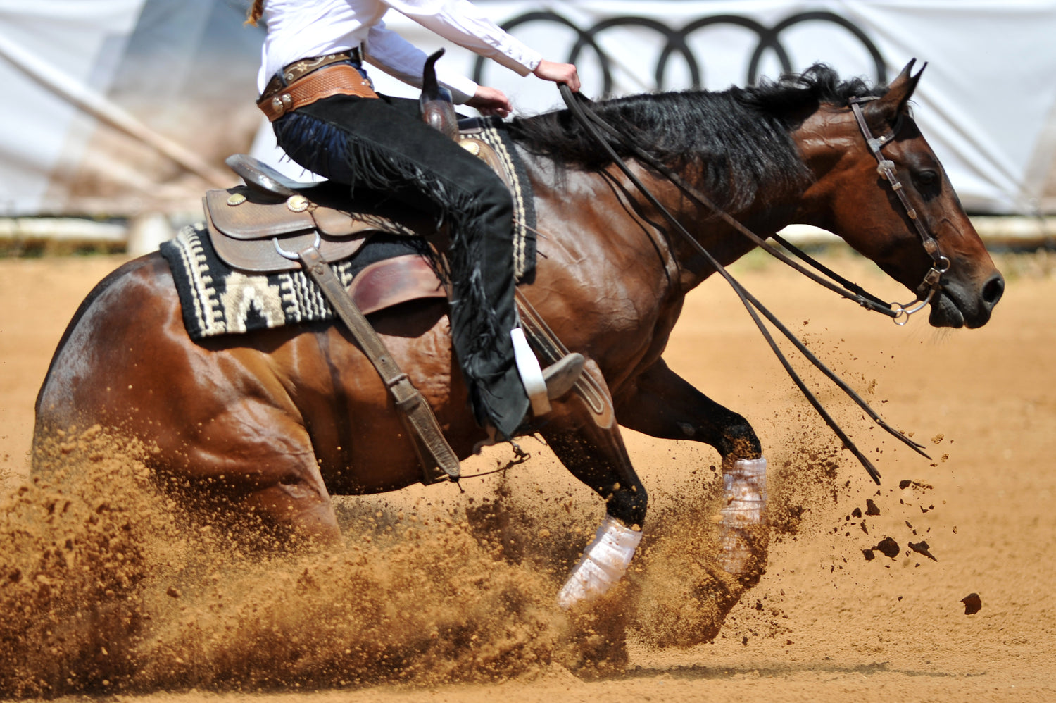 Stifle Injuries in Horses: A Comprehensive Guide