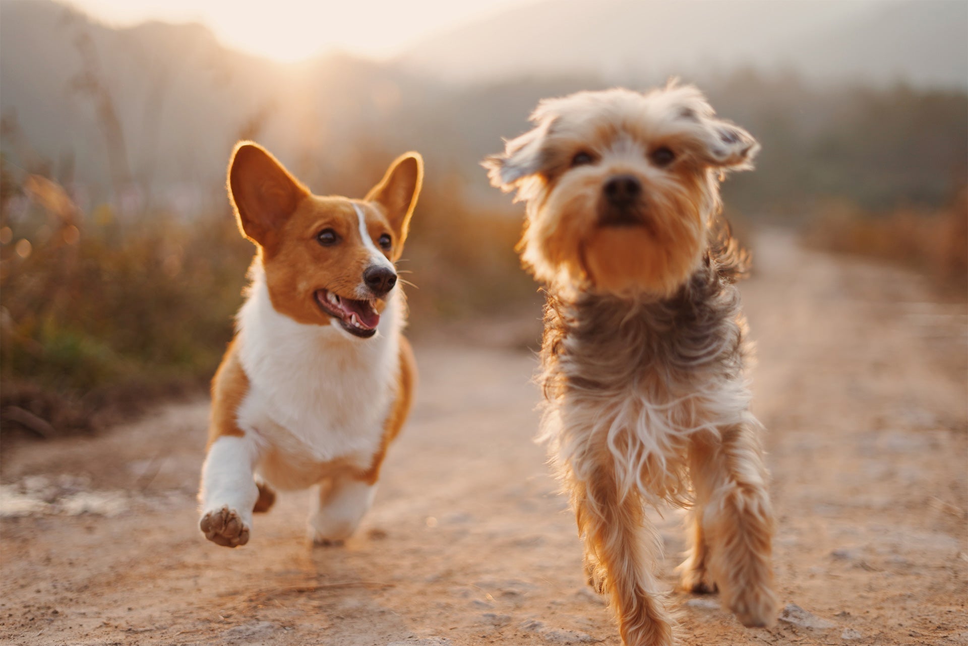 senior dog care tips for aging dogs highlighting collagen benefits for joint mobility and overall wellness