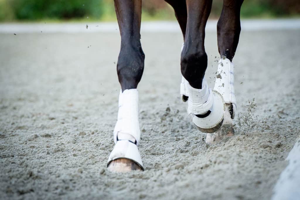 Splints in horses explanation and how horse joint supplement can help in reducing inflammation