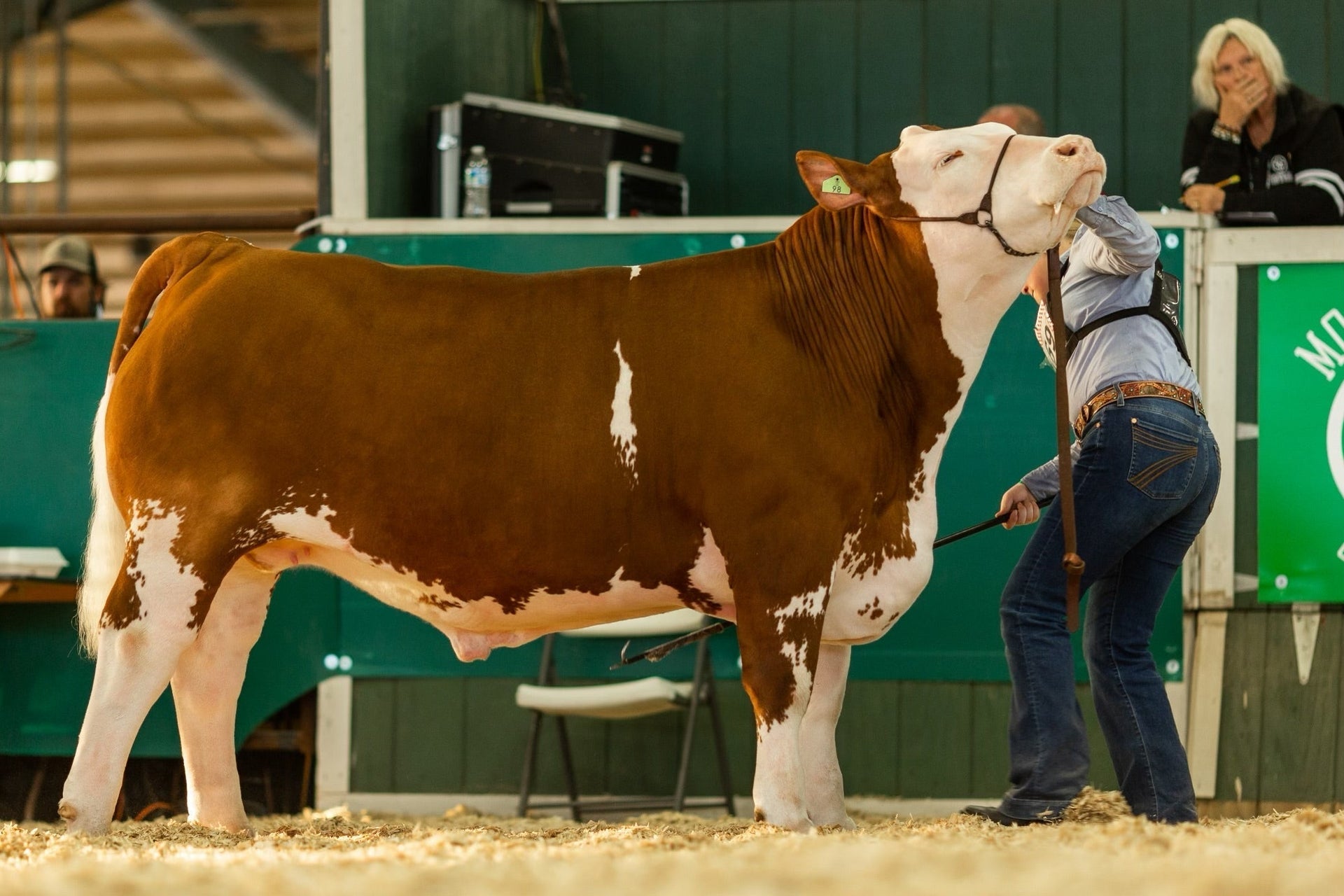 Showstock supplement helps maintain animal condition during long hauls to livestock competitions