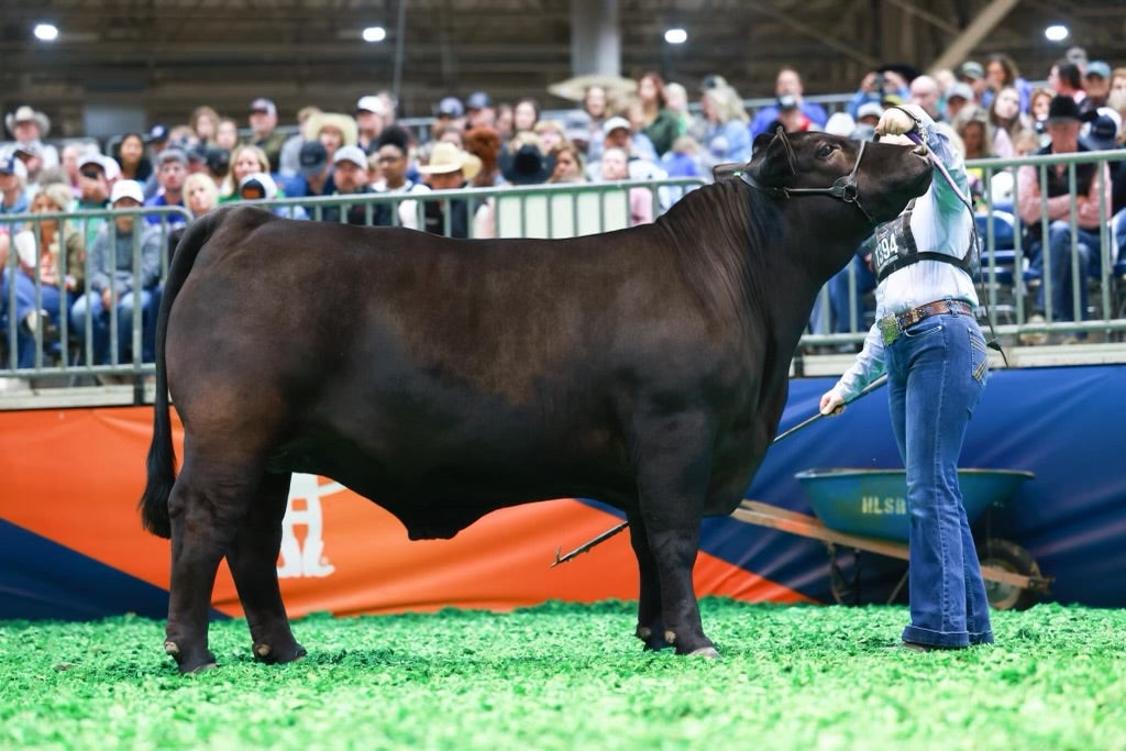 show cattle supplements