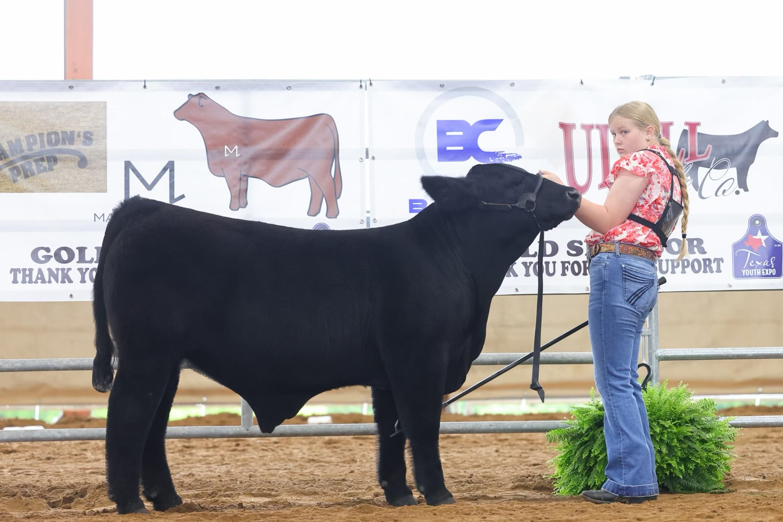 Popping Pasterns in Cattle: A Comprehensive Guide