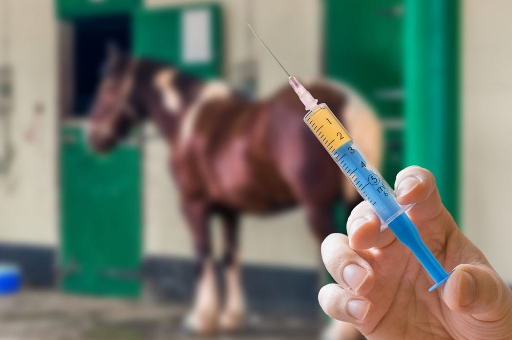 Articular cartilage in horse study illustrating the effects of steroids on cartilage breakdown