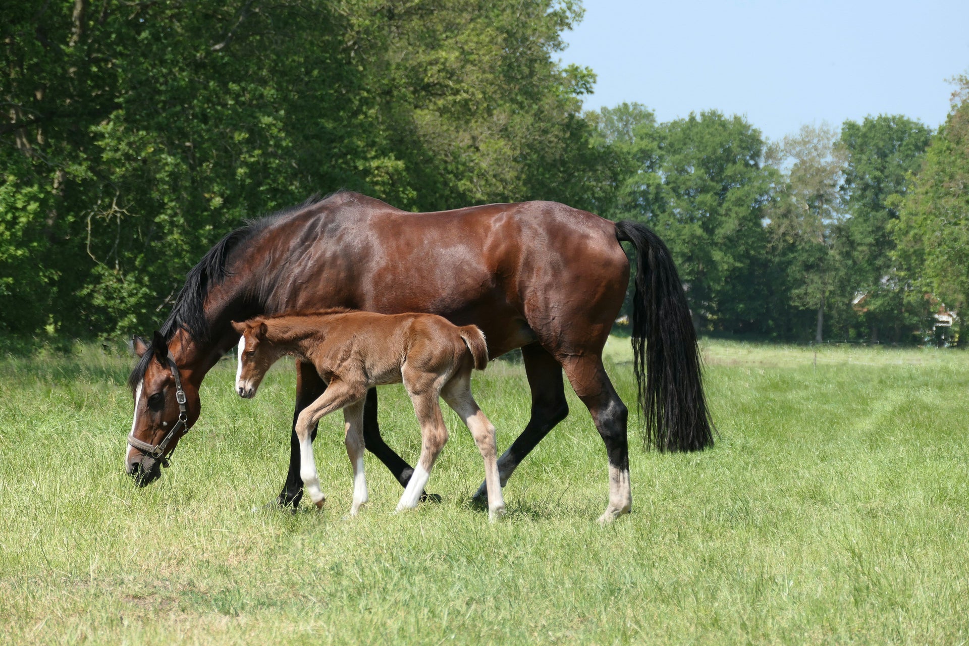 Angular limb deformities in horses explained with causes, effects, and how optiwize supplement supports recovery