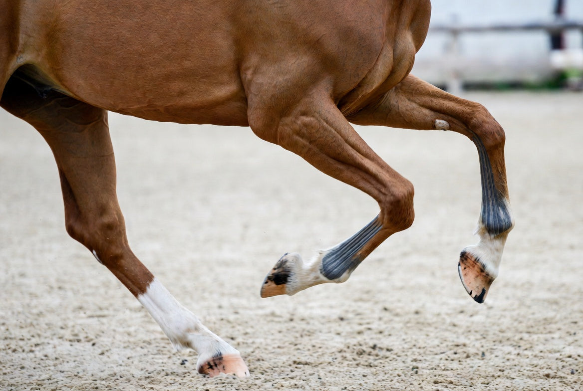 Managing Tendon and Ligament Stress During Competition Season
