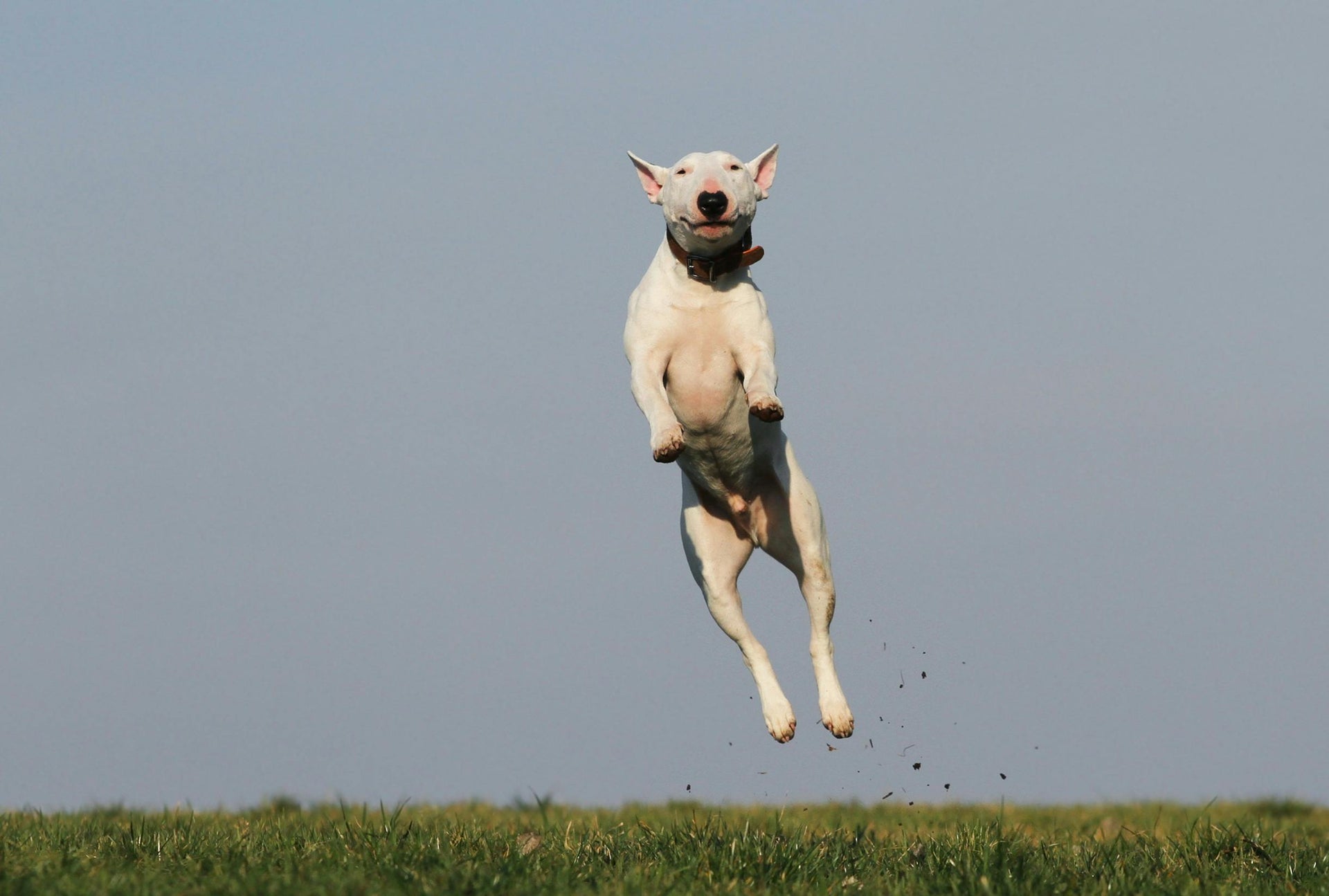 CCL injuries in dogs explained with causes, symptoms, and treatment options for canine cruciate ligament damage
