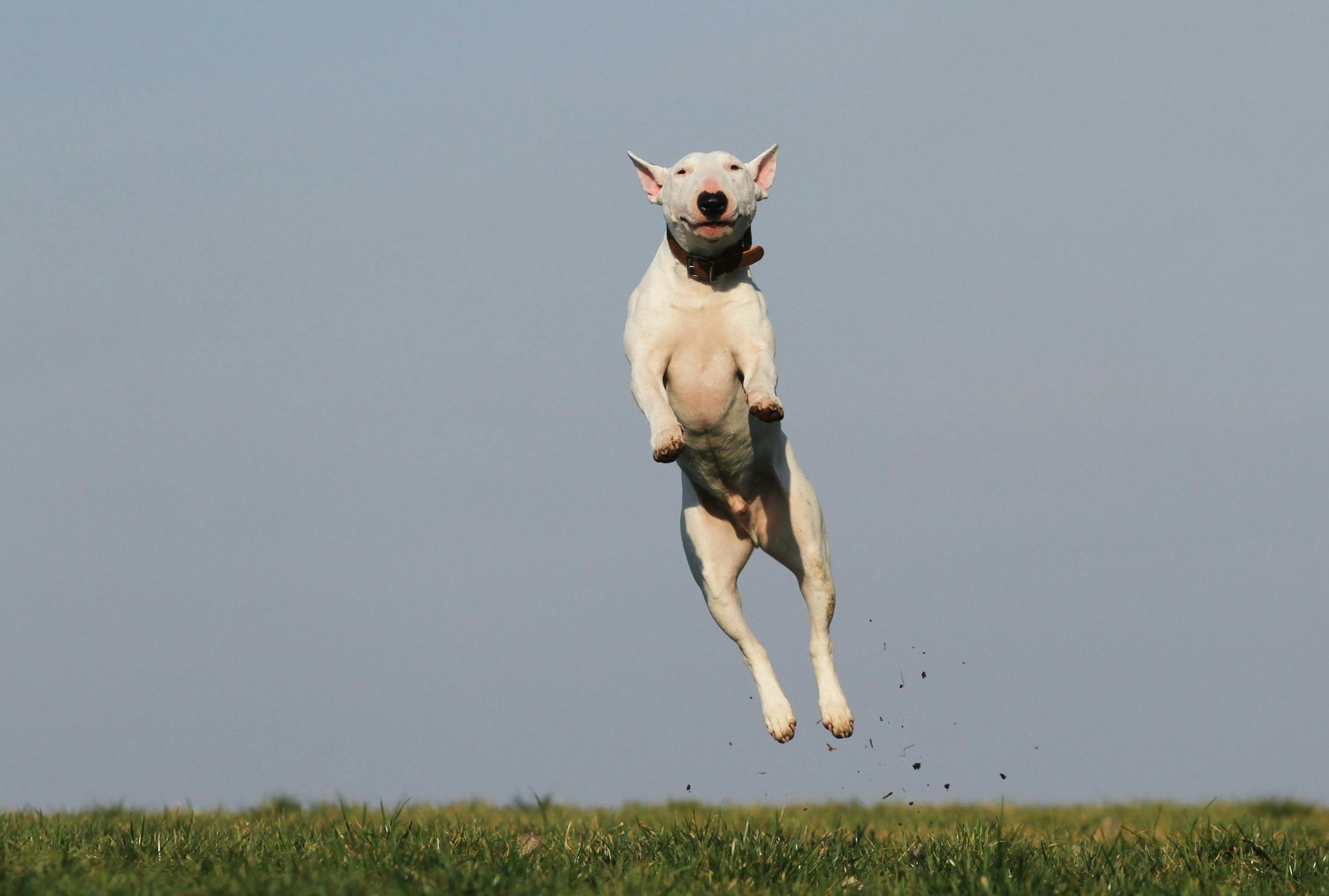CCL injury in dogs