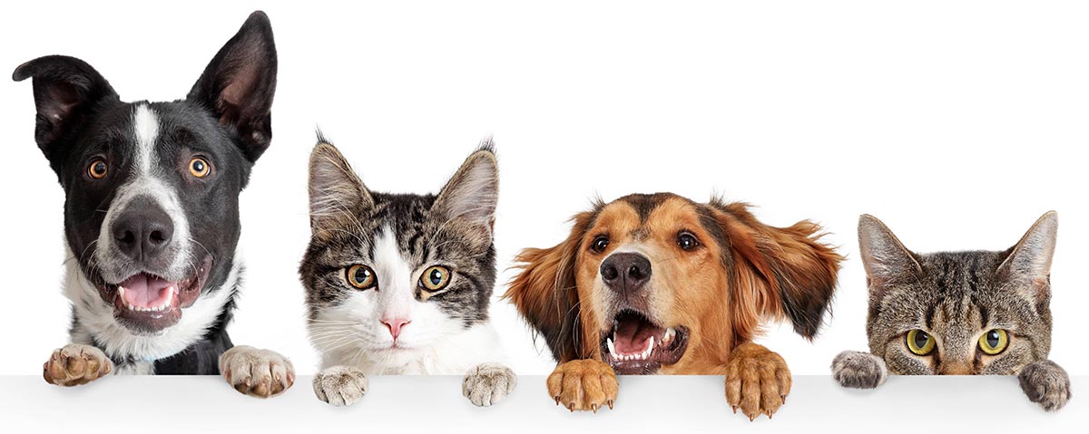 Canine coccidioidomycosis (valley fever) recovery supported by collagen pet joint supplements in improving mobility