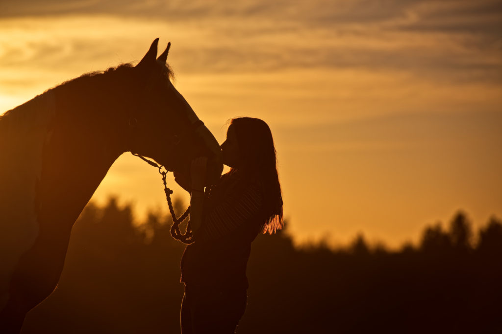 Equine tibia fracture healing with high quality collagen supplement and nutrition