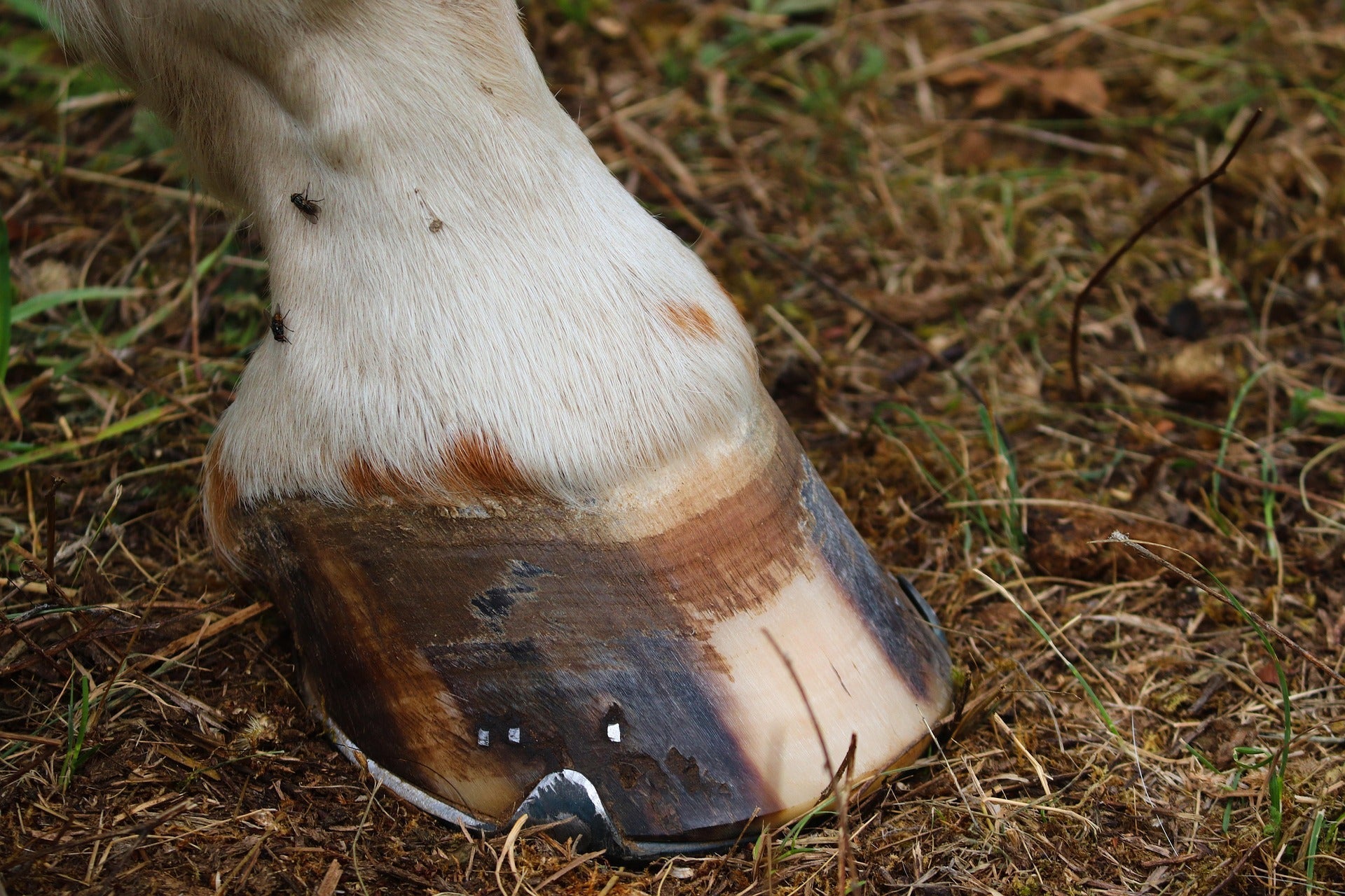 Hoof growth in horses enhanced by collagen supplements for stronger walls and healthy frog detail.