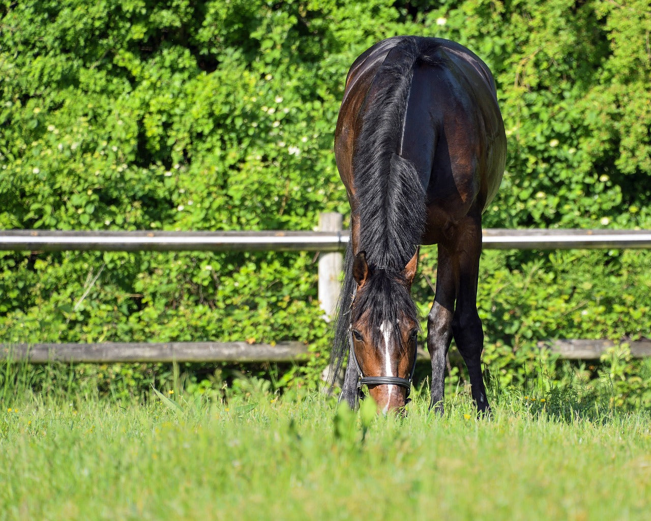 DSLD in horses