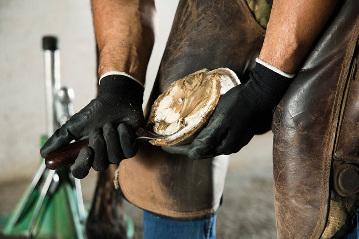 Navicular syndrome in horses with symptoms, causes, diagnose and treatment