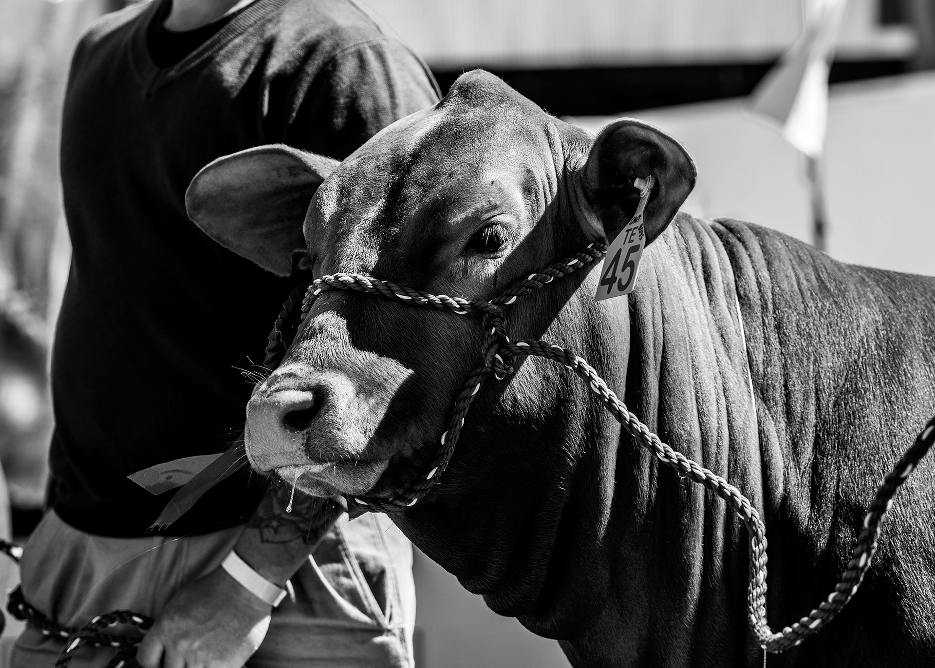 Seasonal Transitions: Why Livestock Performance Can Fluctuate This Time of Year