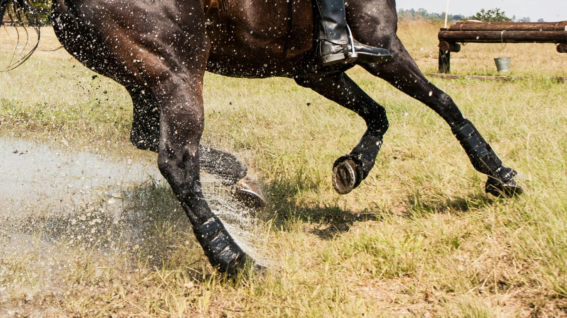 Scar tissue injury in horses explained with soft damage, healing process and how optiwize supplement can help