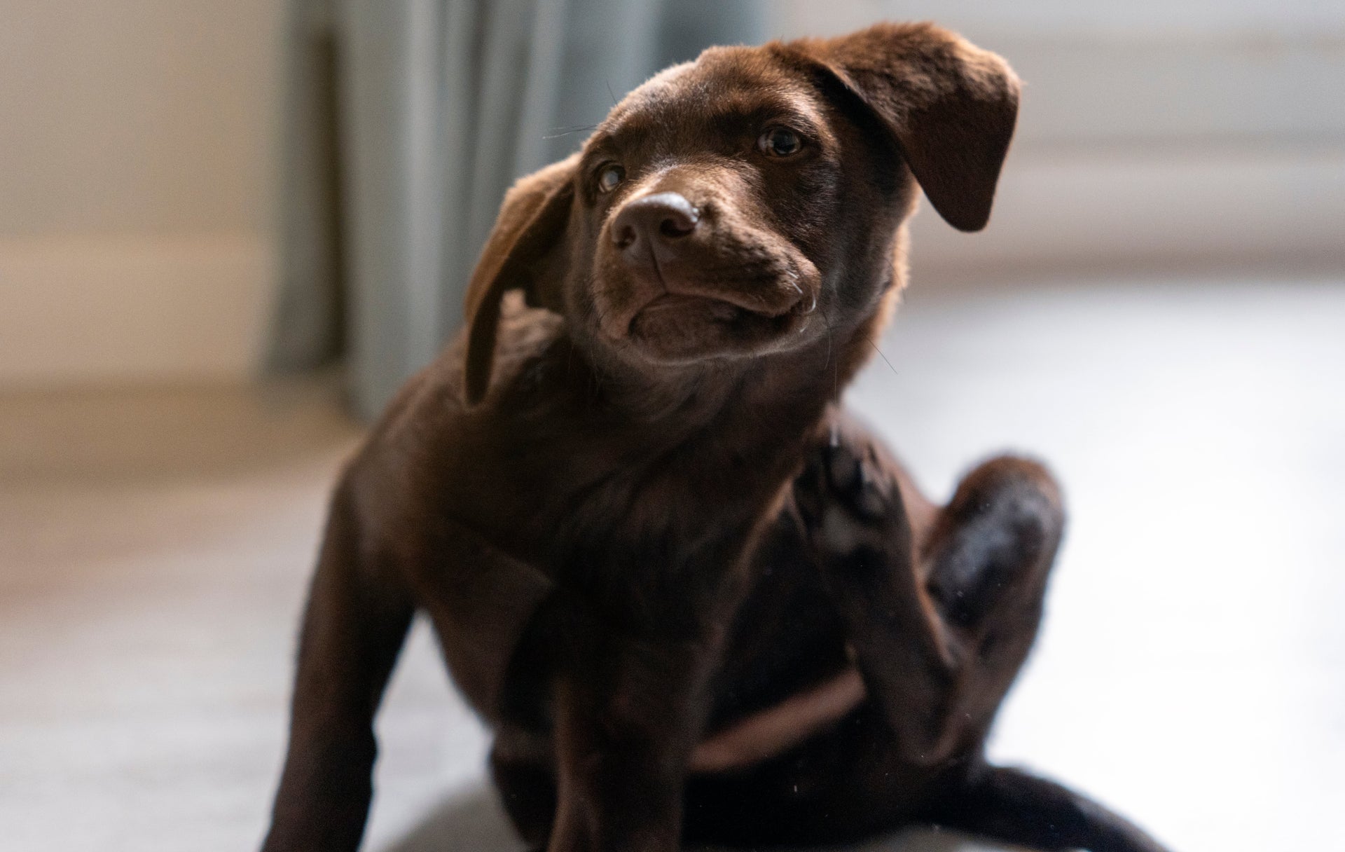 Seasonal Allergies in Pets: Why Discomfort May Become More Noticeable This Time of Year