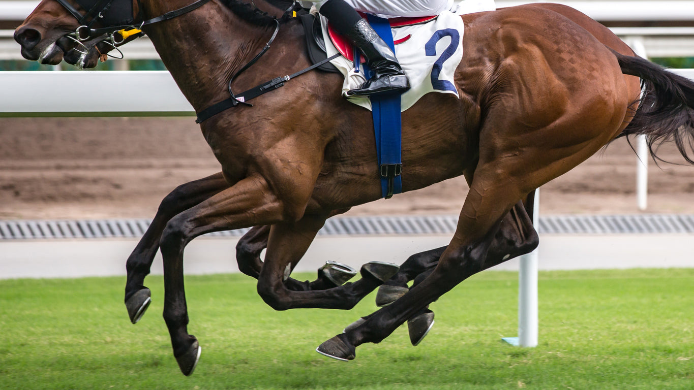 optiwize equine