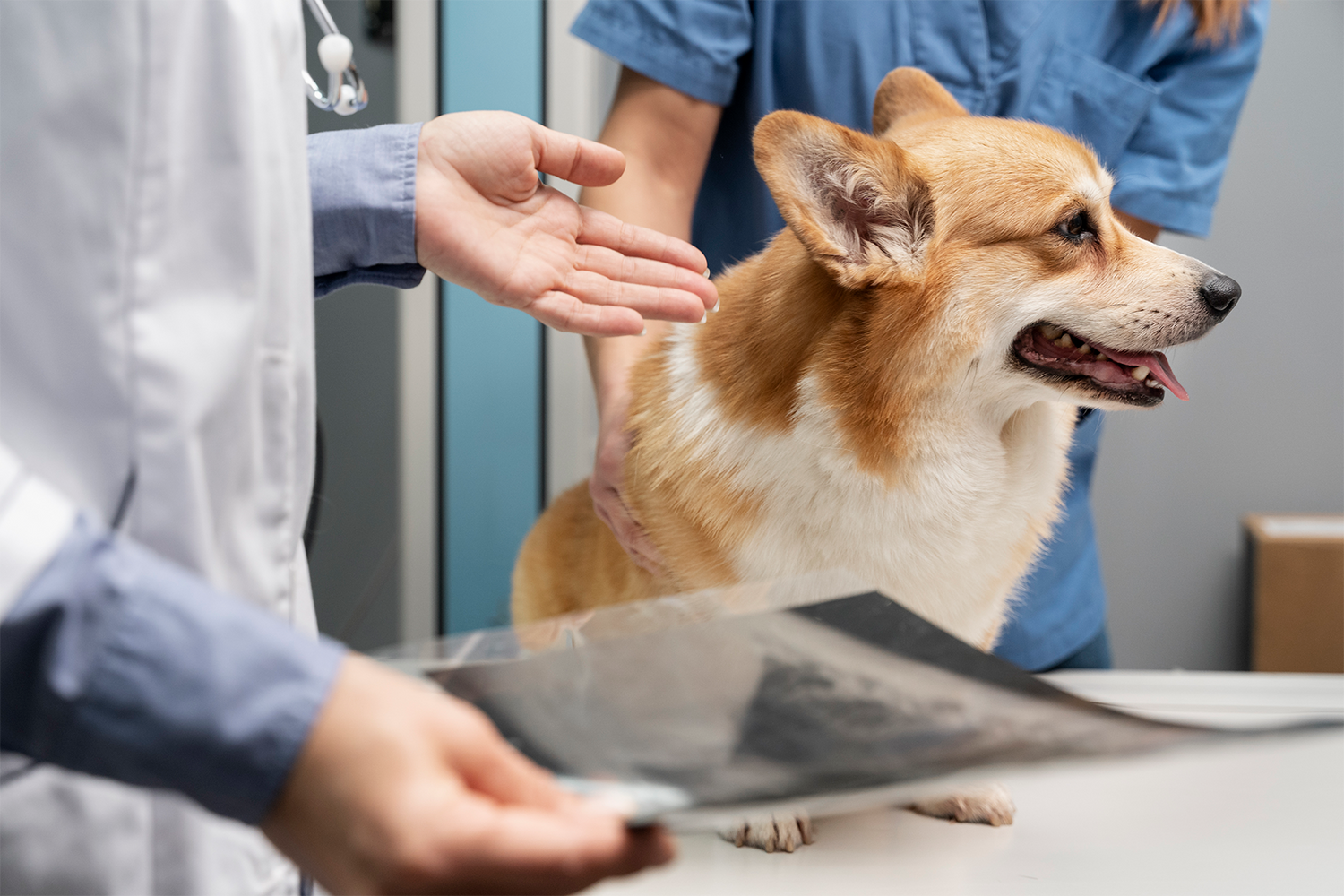 veterinarian taking care pet dog x-ray fracture