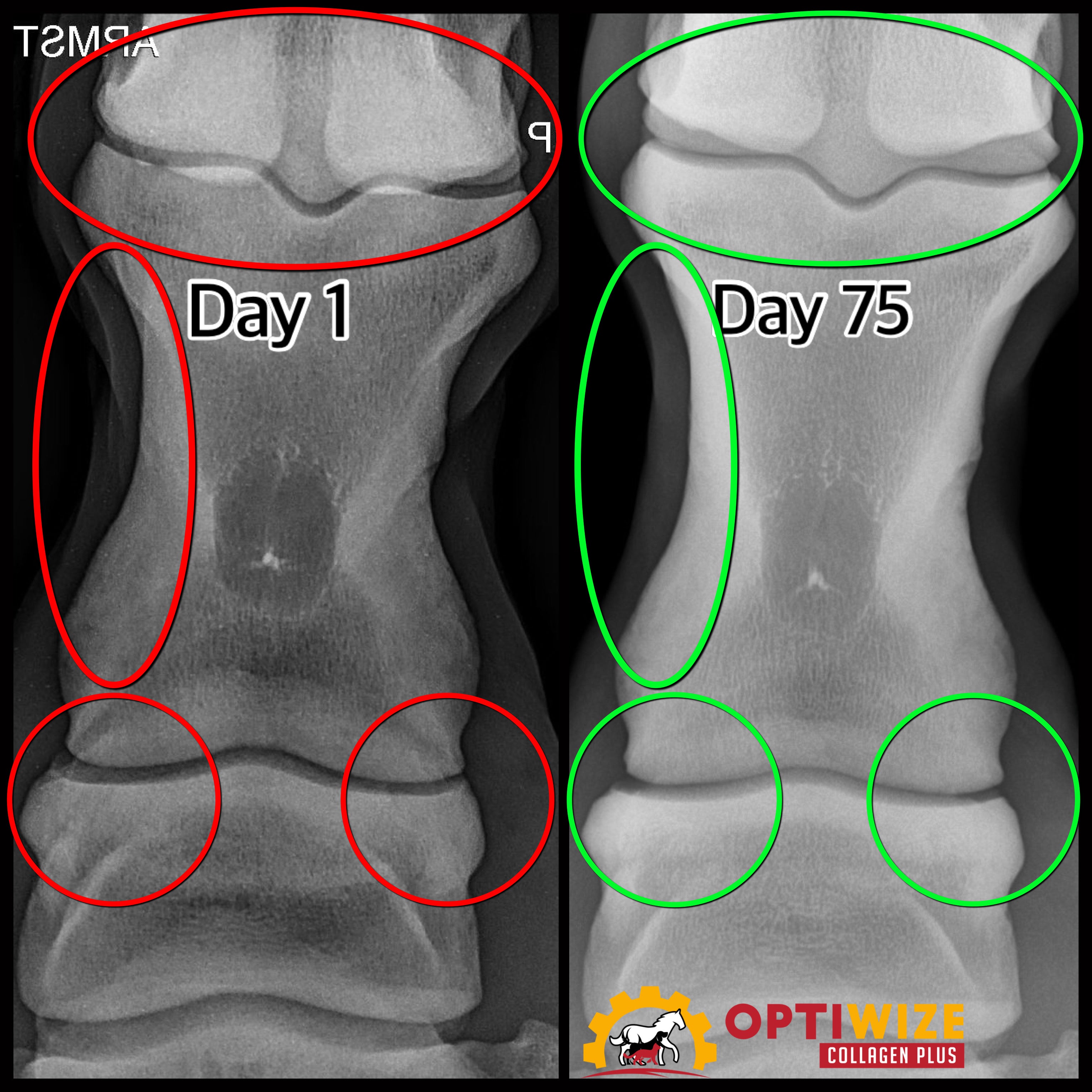 joint supplement horses, pastern and fetlock radiograph, reduce joint injections