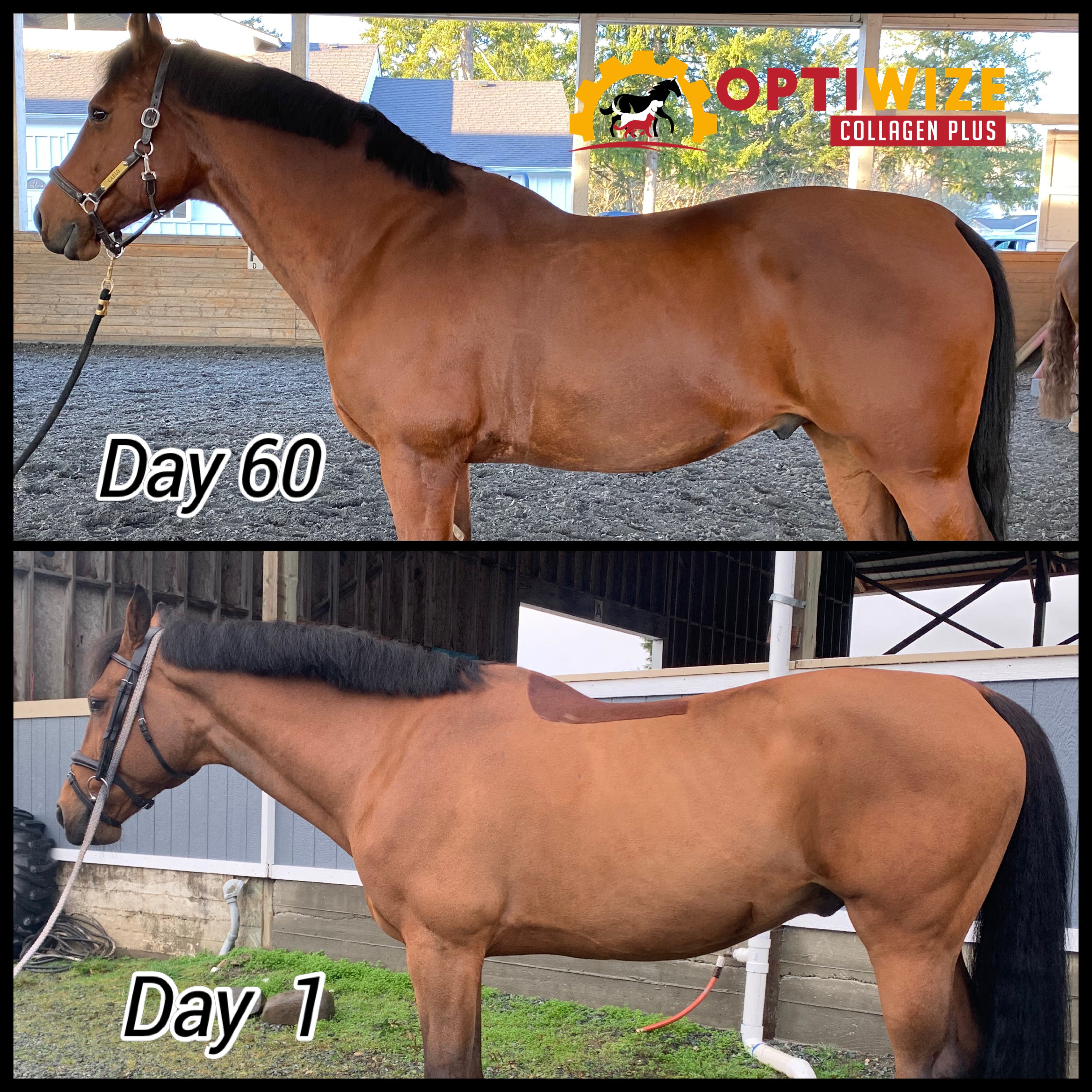 Horse 60-day OptiWize boost.