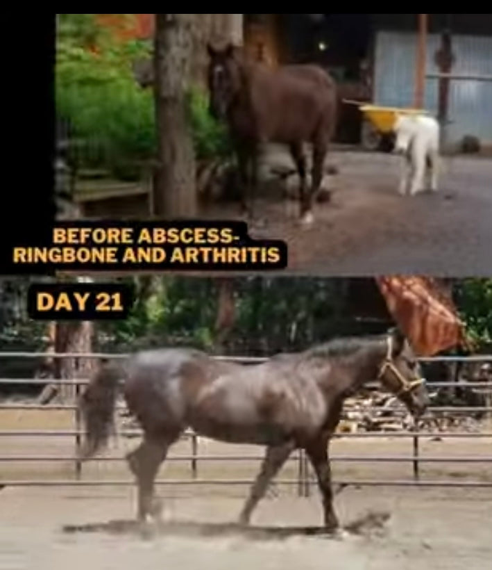 Load video: arthritis, ringbone, horses with ringbone, horses with arthritis, equine rehab,